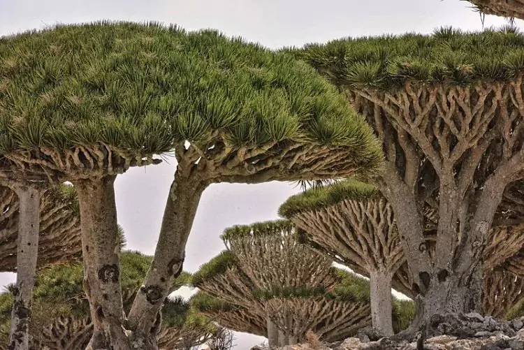 dragon-blood-tree