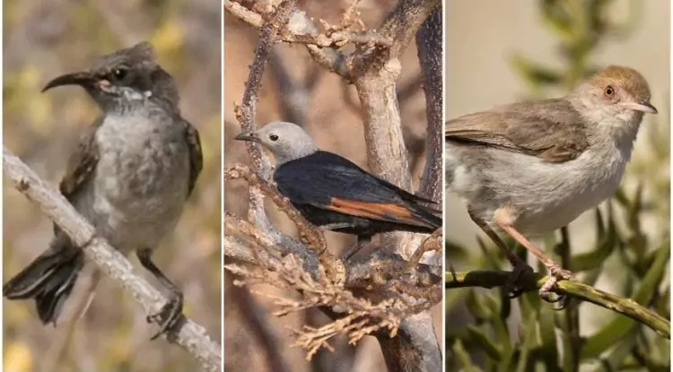 Unique Birds on Socotra Island