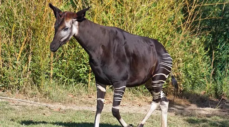 Okapi, Hewan Dengan Sistem Pendengaran Tajam