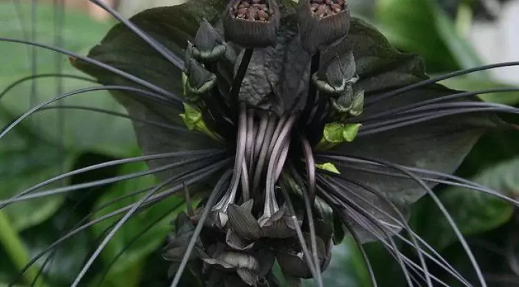 Chinese Black Bat, Bunga Seram Tapi Kaya Manfaat