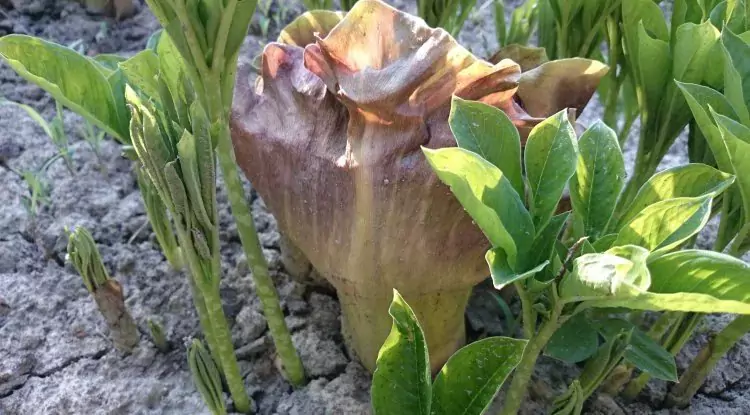 Elephant Foot Yam for Diabetics