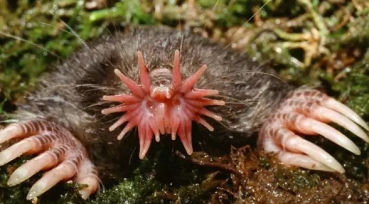 Tikus Mondok Hidung Bintang, Pengerat dengan Indra Luar Biasa