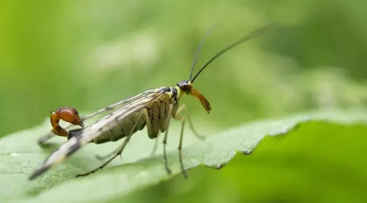 Scorpionfly, Serangga yang Mirip Kalajengking