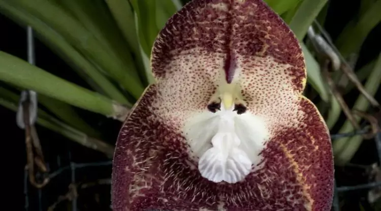 Monkey Orchid, a unique plant that resembles the face of a primate
