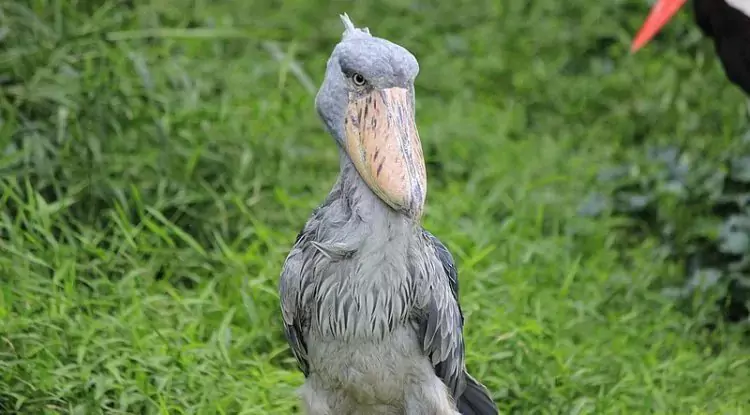 Shoebill Stork, Burung yang Suka Mematung!