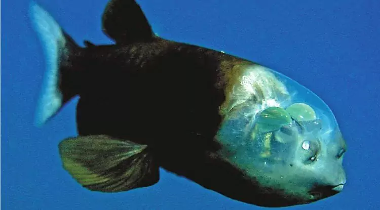 Barreleye Fish, Ikan dengan Kepala Tembus Pandang!