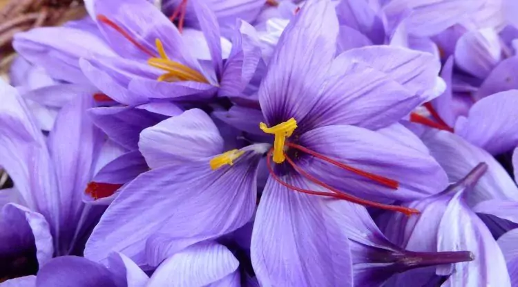 6 Benefits of Saffron, the Most Expensive Spice in the World which is Good for Health