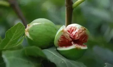 8 Manfaat dari Buah Tin dan Cara Mengonsumsinya