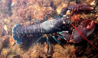 10 Fakta Unik Hewan Lobster yang Jarang Diketahui Orang