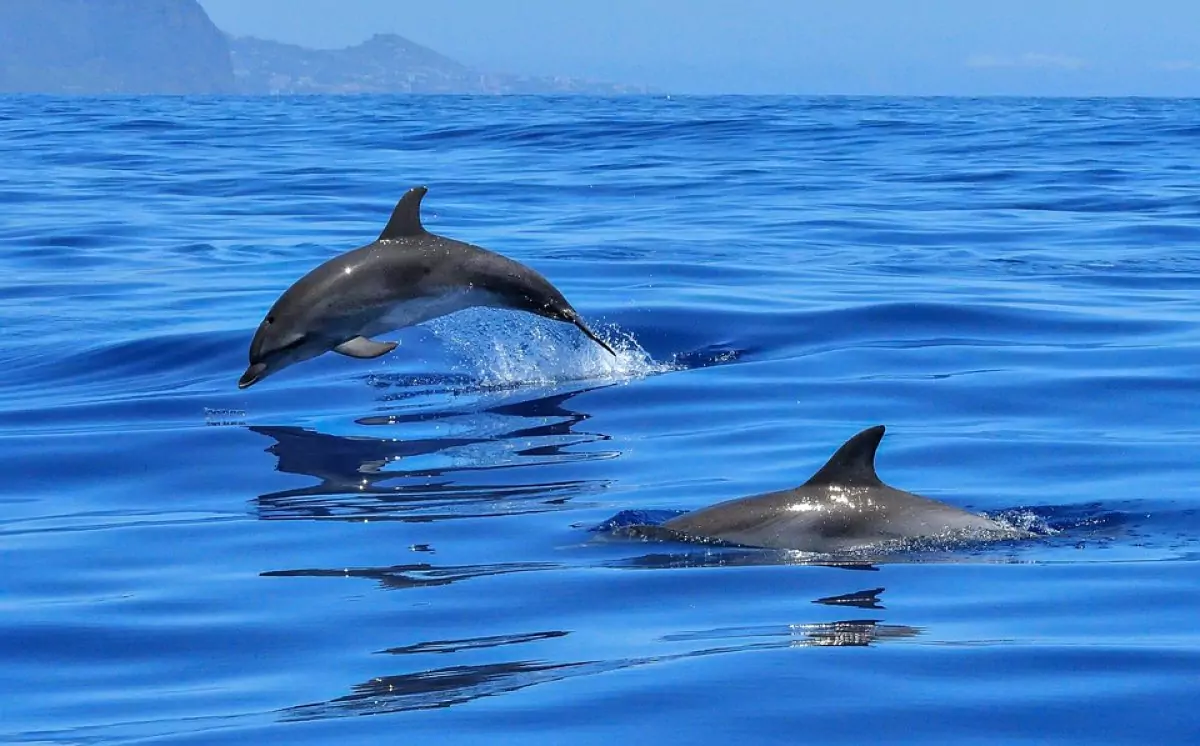 Scary Facts about Dolphins, the Smart Sea Thugs