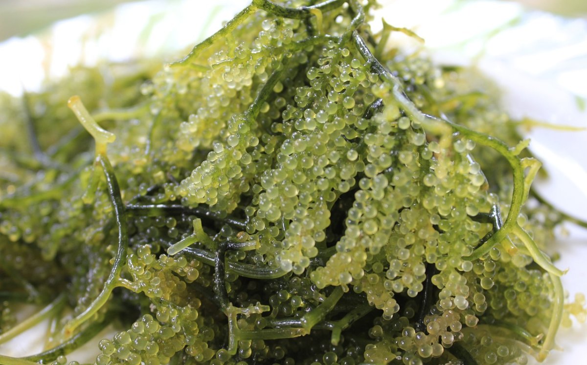 Fakta Menarik Rumput Laut Hingga Ribuan Manfaatnya!