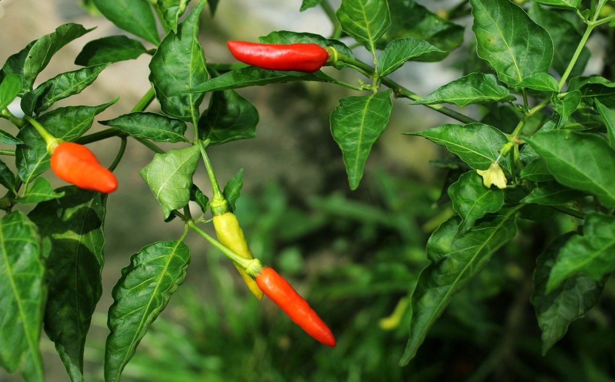 Benarkah Cabe Memiliki Kandungan Vitamin C yang Tinggi? Apa Saja Manfaatnya?