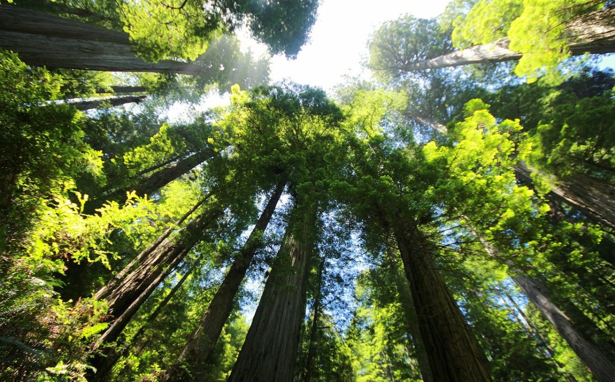 Redwood, Pohon Tertinggi di Dunia yang Hadapi Ancaman!