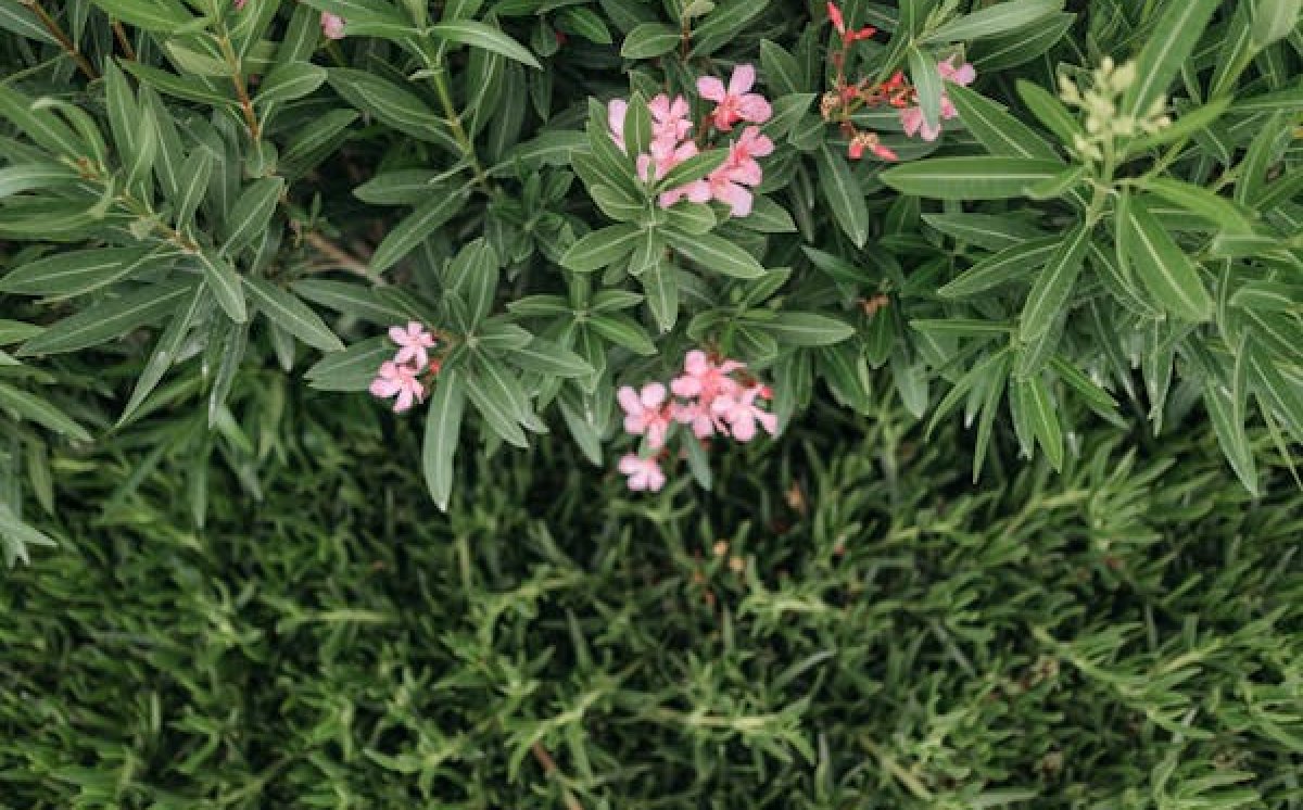 Oleander, Bunga Cantik yang Mematikan!