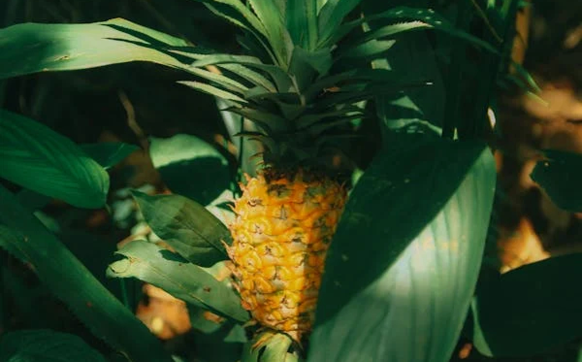 Filosofi Hidup dari Buah Nanas!