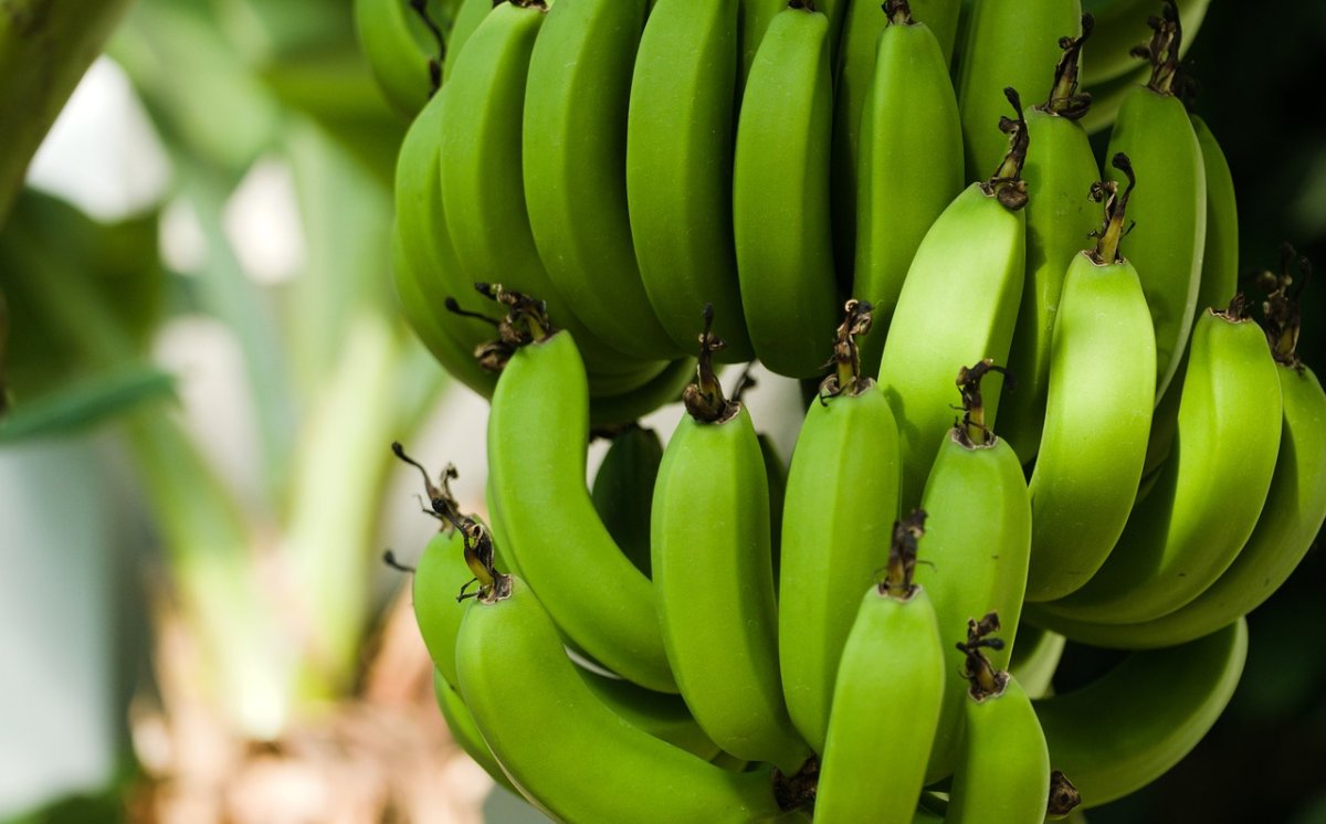 Buah Pisang Tumbuh Ke Arah Atas, Ini Alasannya!