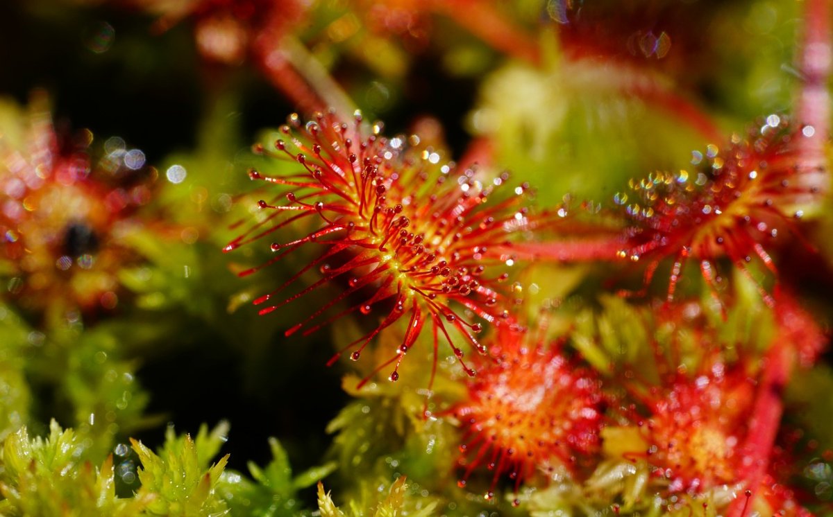 Drosera, Si Cantik Penangkap Serangga!