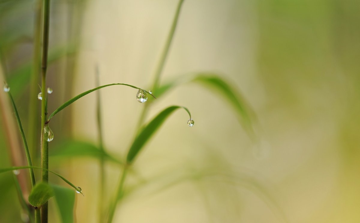 Bambu Bukanlah Pohon, Tapi Rumput!