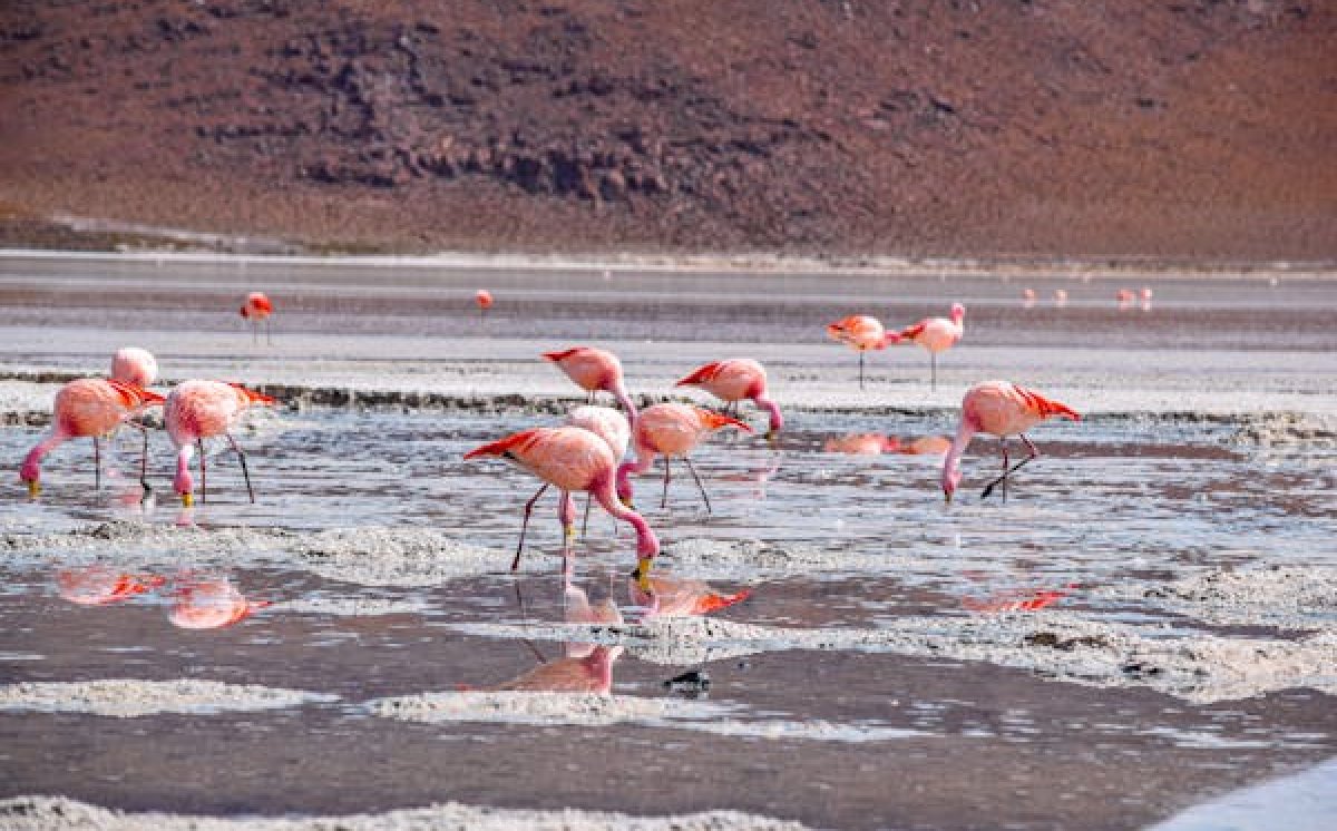 Warna Asli Flamingo Bukanlah Merah Muda, Bagaimana Bisa?