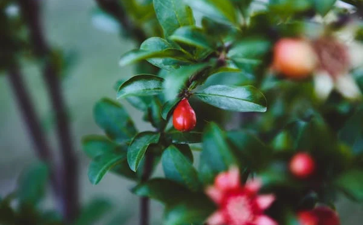 Rasa Asam Hilang Seketika Dengan Magic Fruit!