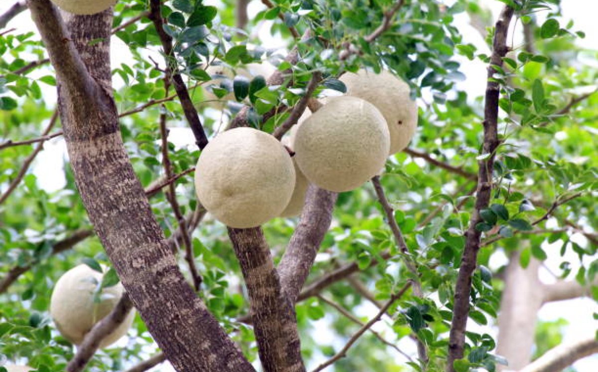 Buah Berenuk Dengan Berbagai Manfaatnya!