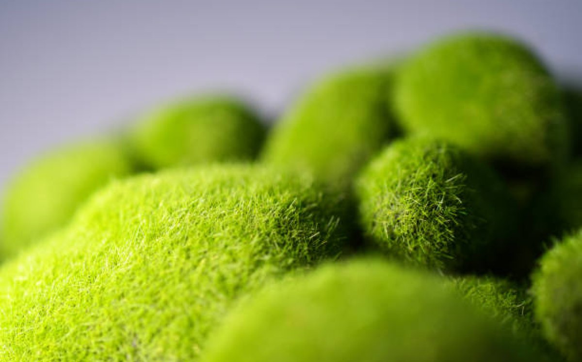 Masimo Moss Ball, Tanaman yang Awet Dipelihara