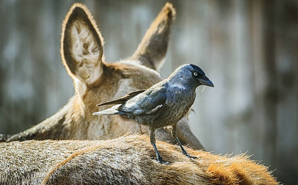 Hubungan Simbiosis Mutualisme Antara Rusa dan Burung Gagak