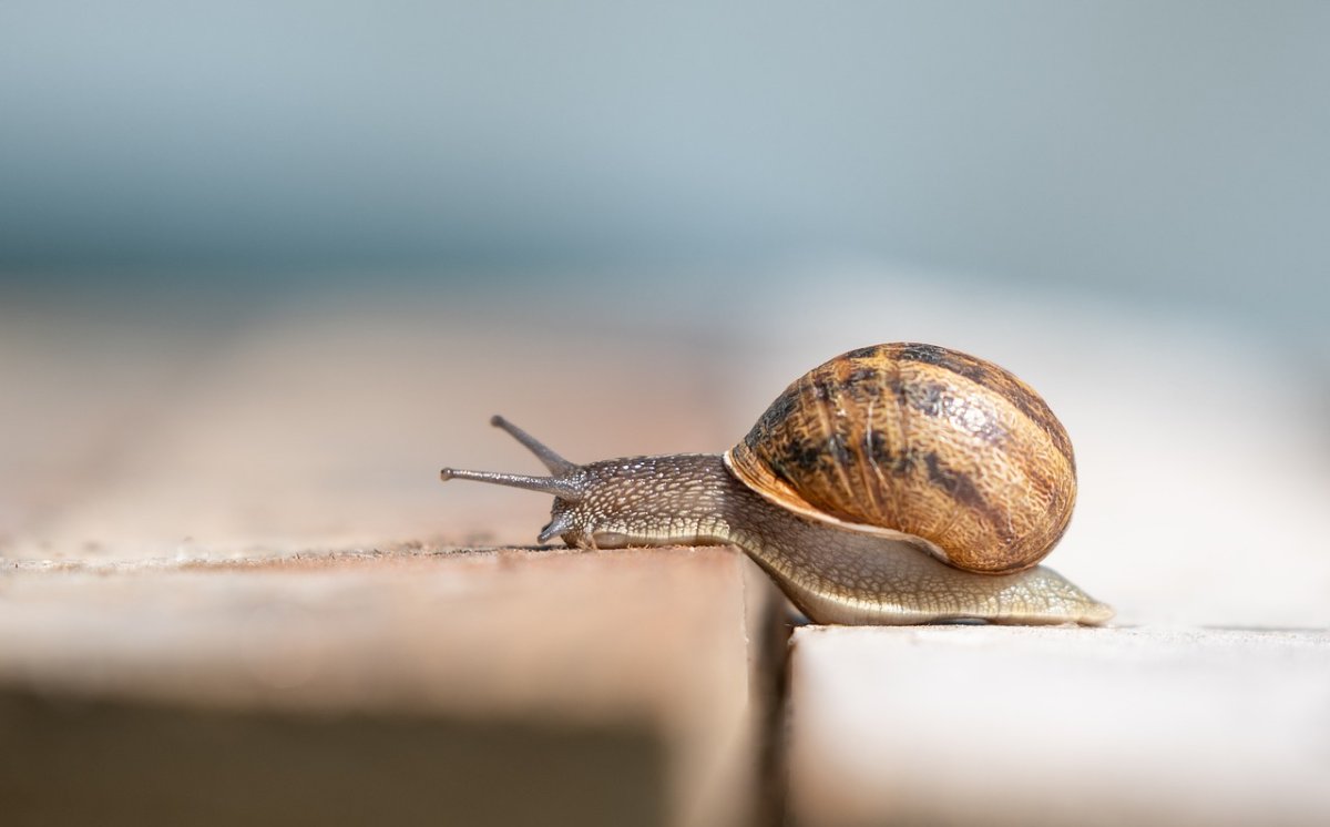Siput Mati Ditaburi Garam, Mengapa Bisa Demikian?