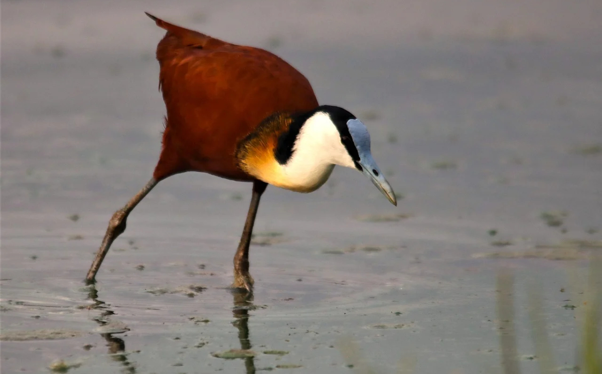 Keunikan Burung Jaca Afrika Dalam Penjagaan Anak, Perannya Tertukar?