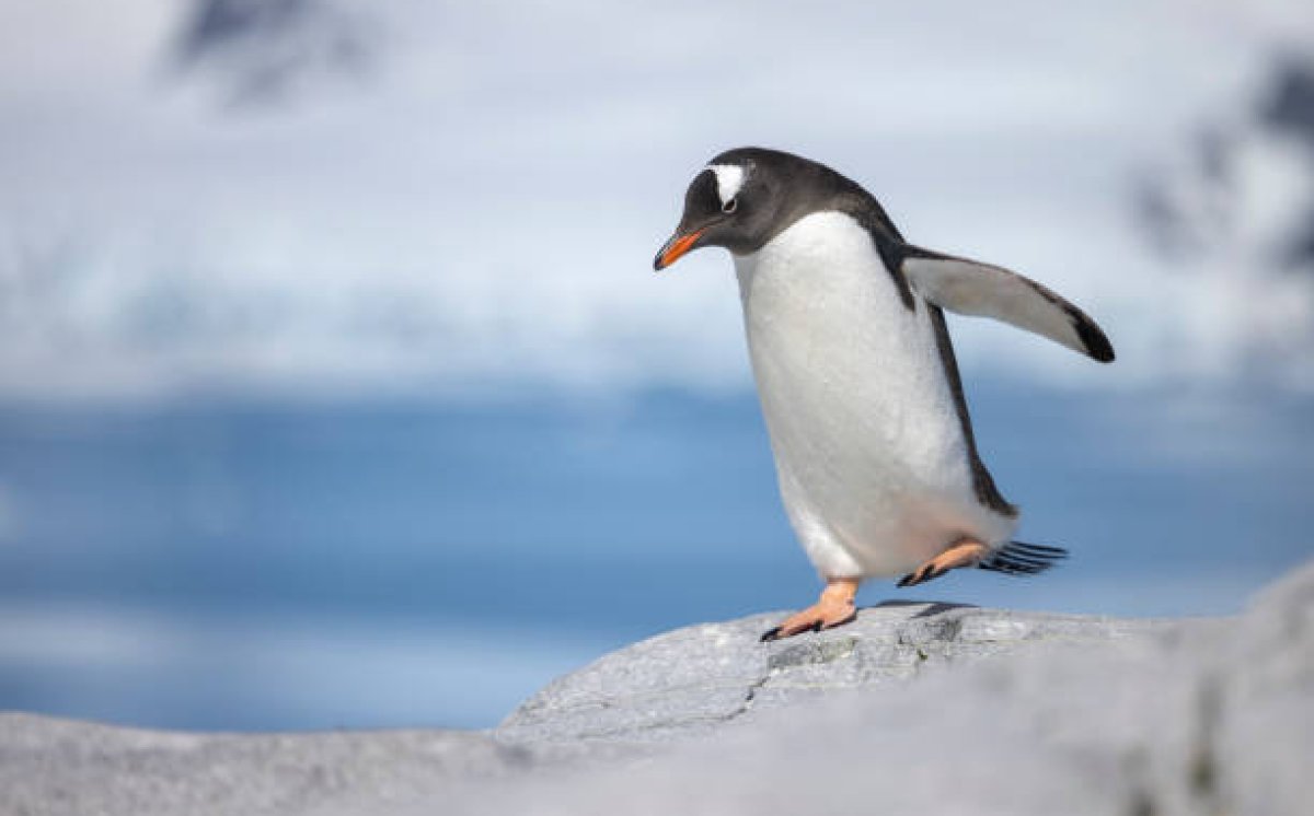 Punya Sayap tapi Tak Bisa Terbang, Lantas Apa Fungsi Sayap Penguin?