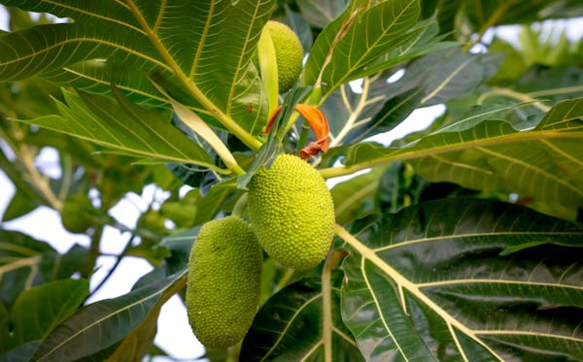 Manfaat Buah Sukun, dari Buahnya Sendiri hingga Daun dan Kayunya!