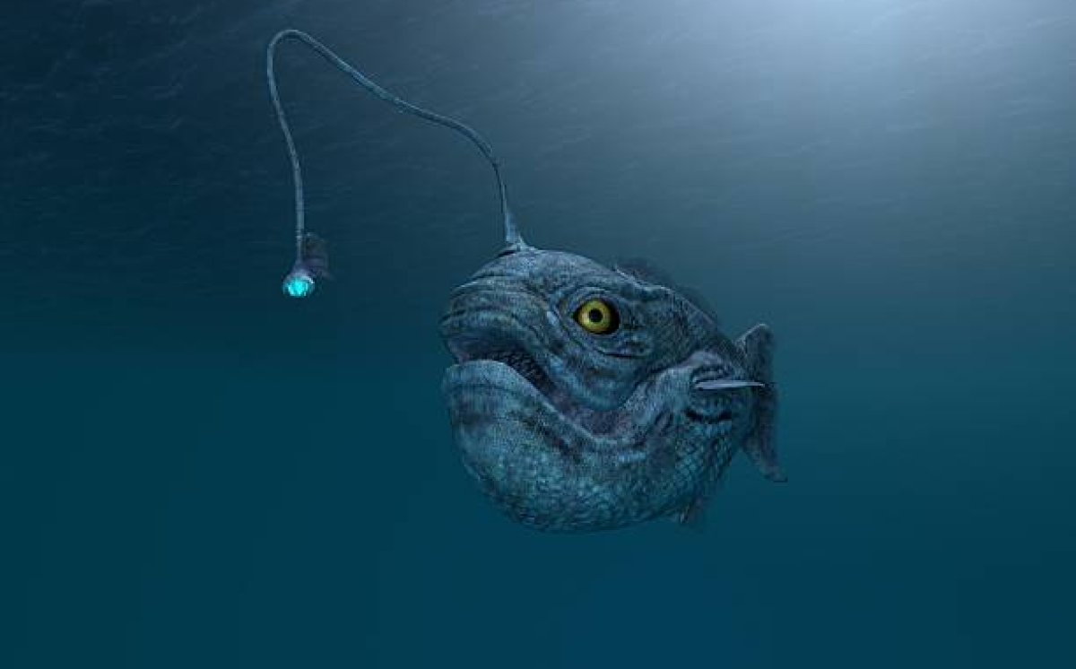 Meninggali Laut Dalam, Inilah Fakta Unik Seadevil Anglerfish!