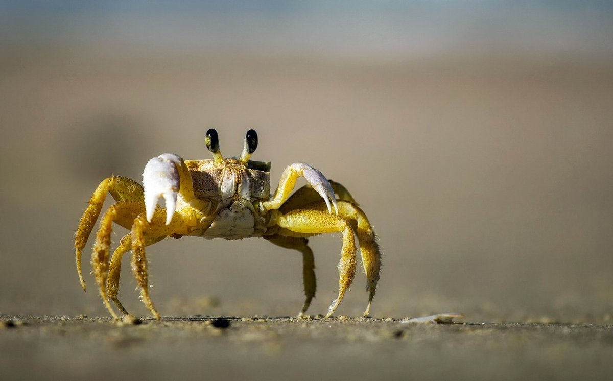 Alasan Kepiting Berjalan Miring