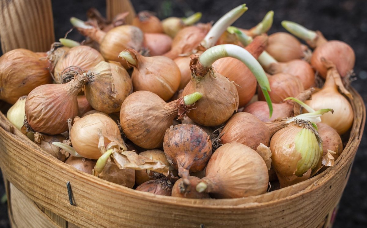 Bawang Bombay Bertunas Apakah Berbahaya?