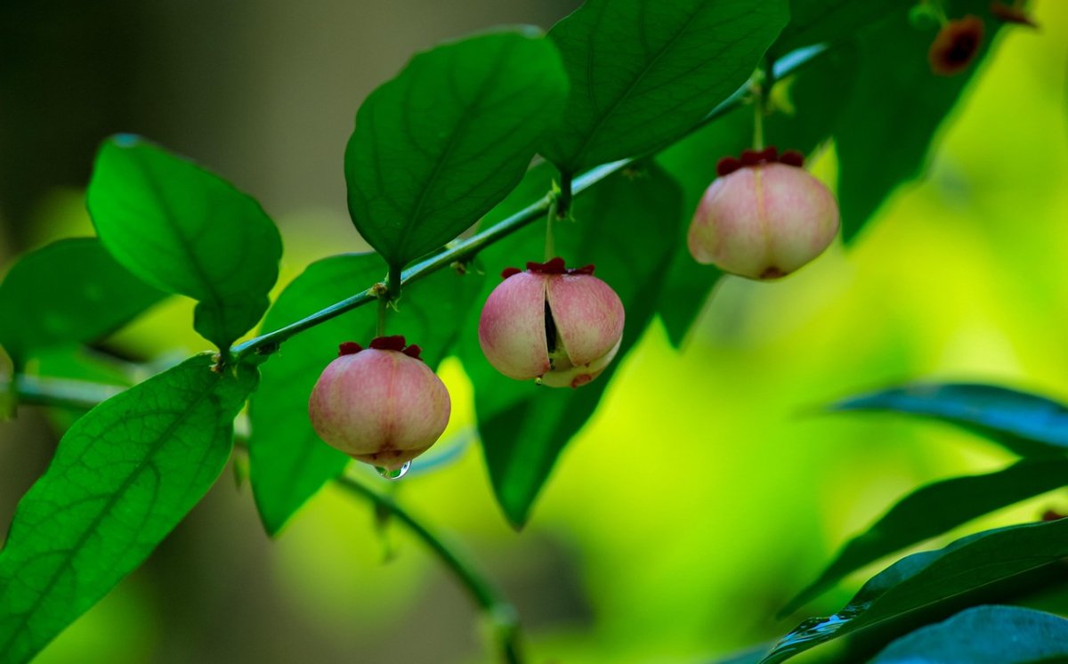 Fakta Unik Buah Katuk, Bisa Dimakan dan Punya Banyak Manfaat!