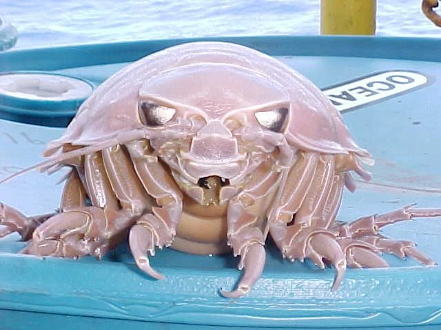 Giant Isopod Si Kutu Laut Raksasa
