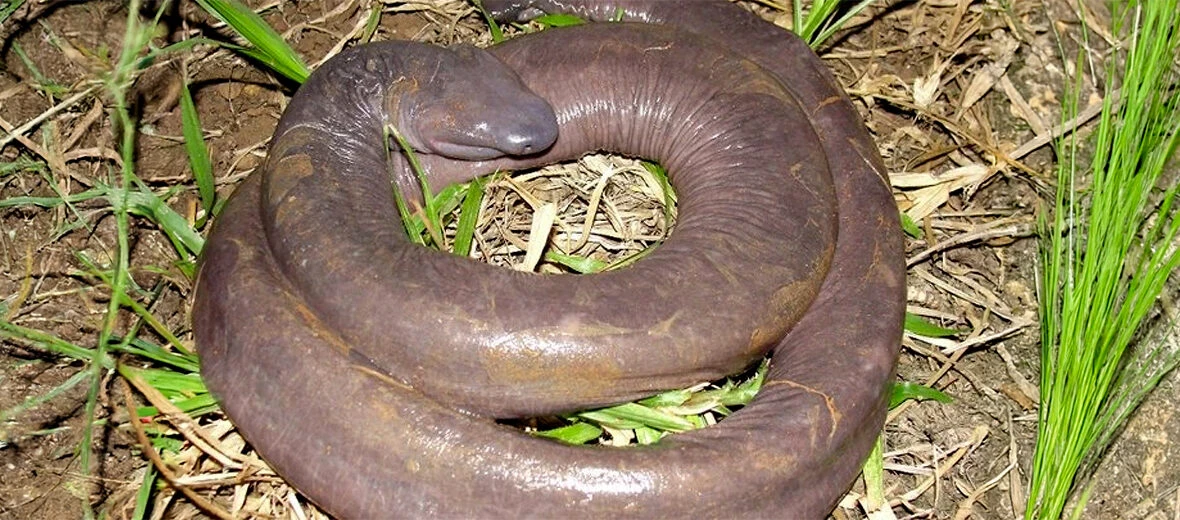 Atretochoana - Amfibi yang Memiliki Bentuk yang Unik
