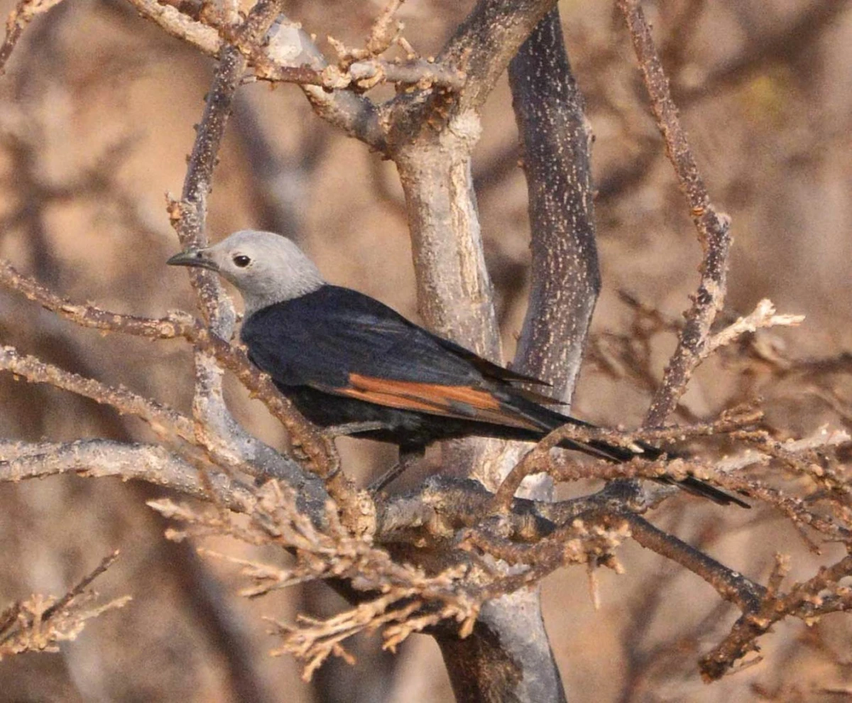 Burung Unik yang Ada Di Pulau Socotra