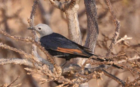 Burung Unik yang Ada Di Pulau Socotra