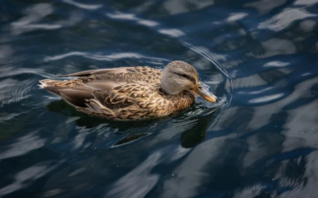 Suka Pura-pura Bahagia, Awas Itu Duck Syndrome!
