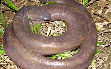 Atretochoana - Amfibi yang Memiliki Bentuk yang Unik