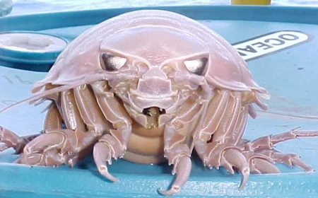 Giant Isopod Si Kutu Laut Raksasa