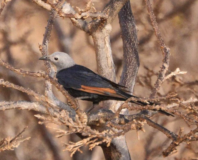 Burung Unik yang Ada Di Pulau Socotra