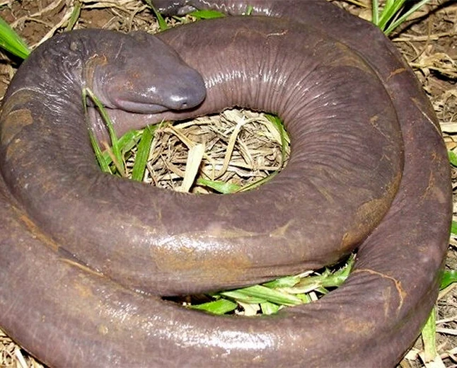 Atretochoana - Amfibi yang Memiliki Bentuk yang Unik