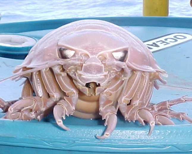 Giant Isopod Si Kutu Laut Raksasa