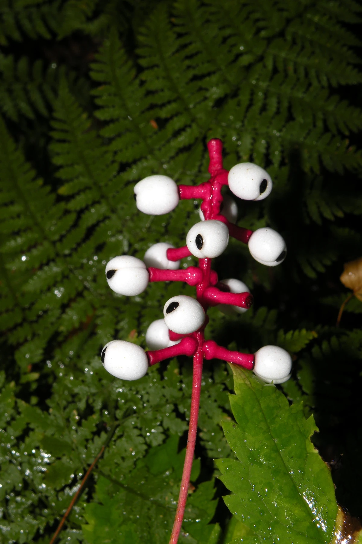 Mengenal Baneberry Putih: Tanaman "Mata Boneka" yang Beracun