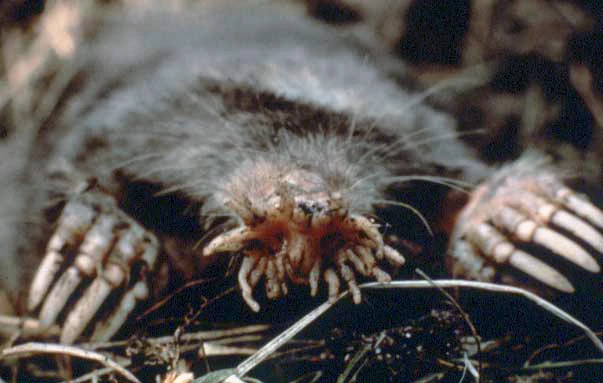 Tikus Mondok Hidung Bintang: Mamalia Unik Berindra Super