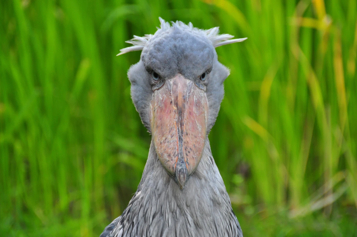 Mengenal Shoebill Stork: Burung Raksasa Purba yang Hobi Mematung