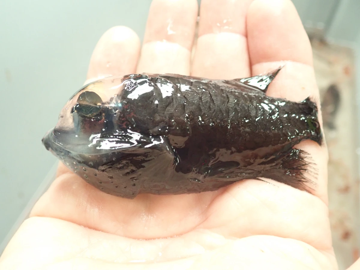 Mengenal Barreleye Fish: Ikan Laut Dalam Berkepala Transparan