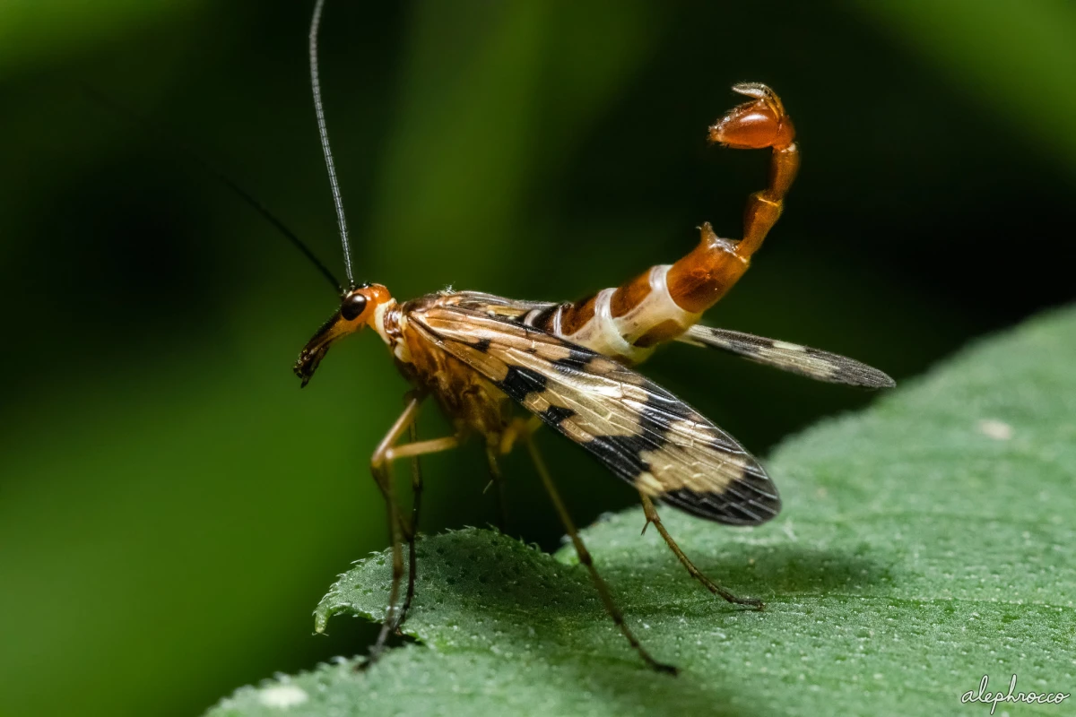 Mengenal Scorpionfly, Serangga Unik Bersayap Lalat dengan Ekor Mirip Kalajengking